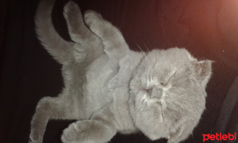 Scottish Fold, Kedi  müezza fotoğrafı