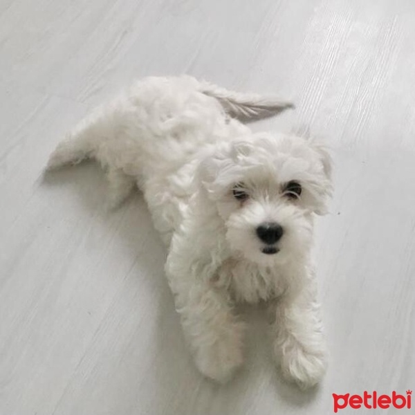 Maltese, Köpek  Köpük fotoğrafı