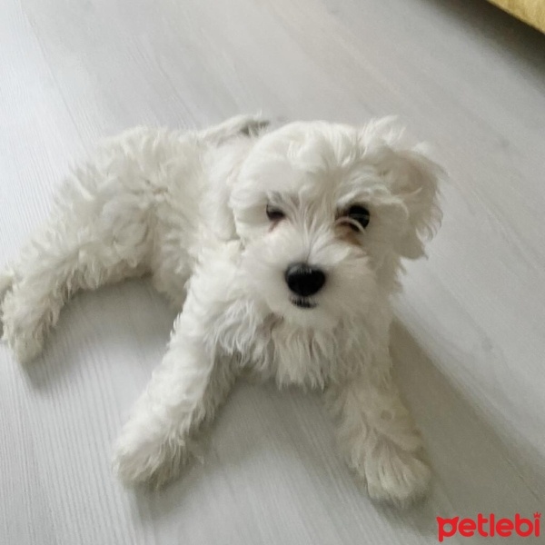 Maltese, Köpek  Köpük fotoğrafı