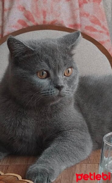 British Shorthair, Kedi  Miya fotoğrafı