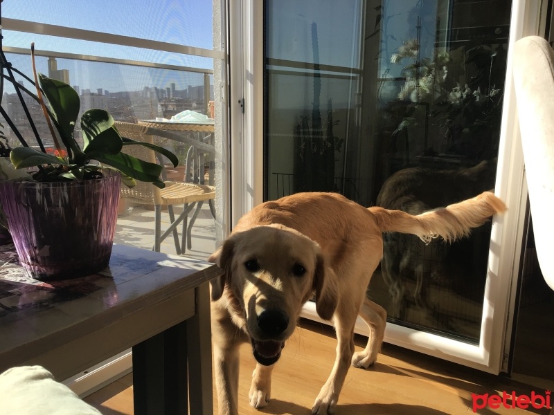 Golden Retriever, Köpek  Sirius fotoğrafı