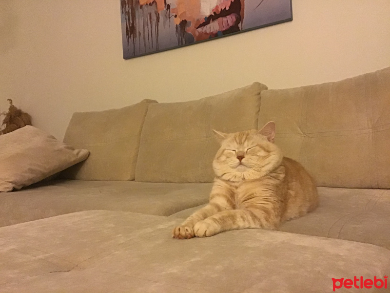 British Shorthair, Kedi  Garfield fotoğrafı