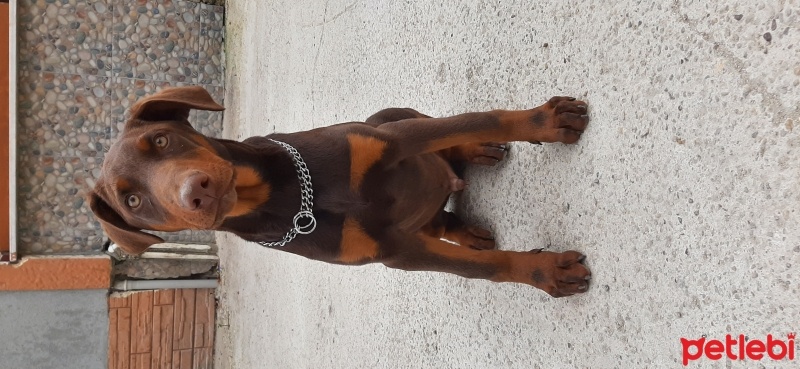 Doberman Pinscher, Köpek  Zeus fotoğrafı