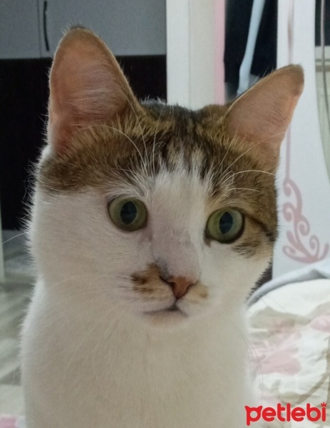 Tekir Kedi, Kedi  Sirke fotoğrafı