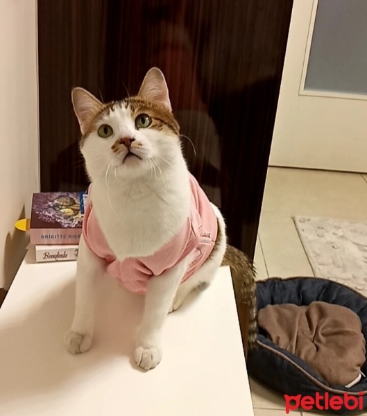 Tekir Kedi, Kedi  Sirke fotoğrafı