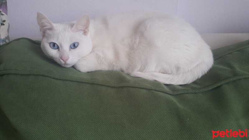 Van Kedisi, Kedi  aksen fotoğrafı