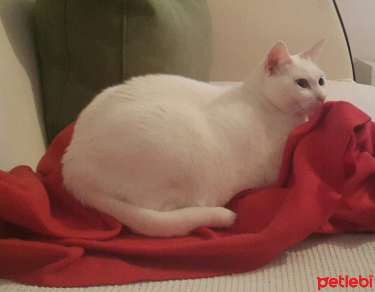 Van Kedisi, Kedi  aksen fotoğrafı