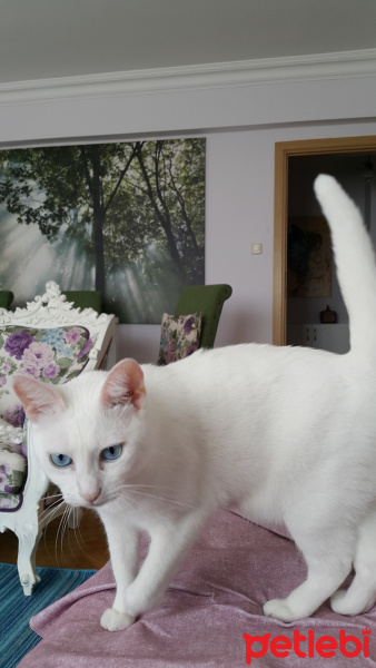 Van Kedisi, Kedi  aksen fotoğrafı