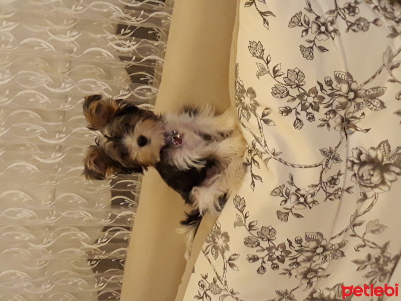 Yorkshire Terrier, Köpek  Lola fotoğrafı