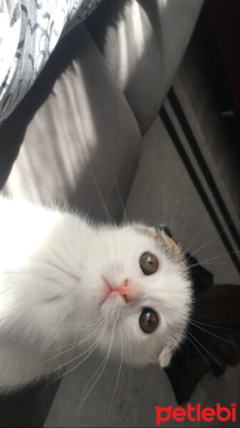 Scottish Fold, Kedi  Leydim fotoğrafı