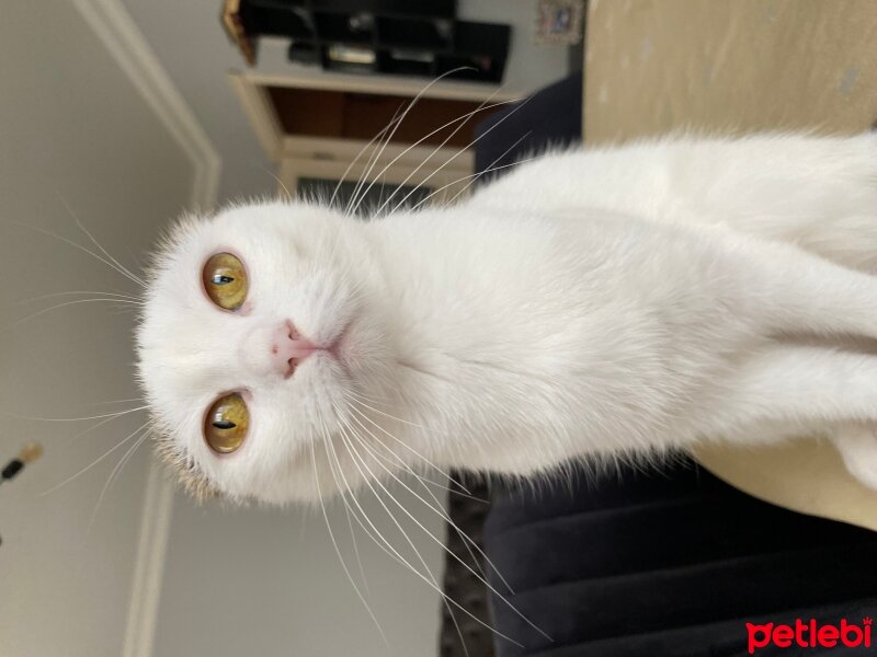 Scottish Fold, Kedi  Leydim fotoğrafı