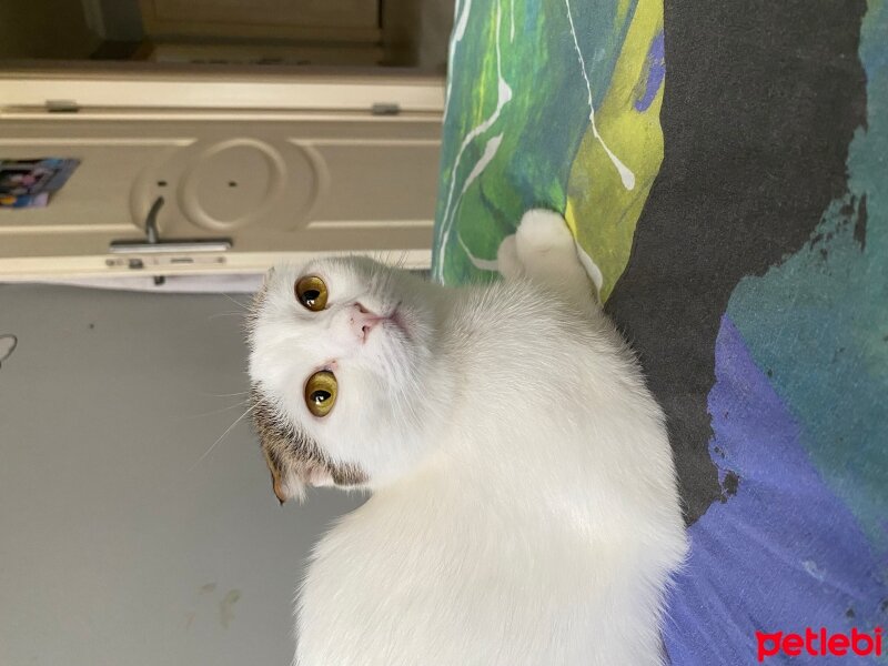 Scottish Fold, Kedi  Leydim fotoğrafı