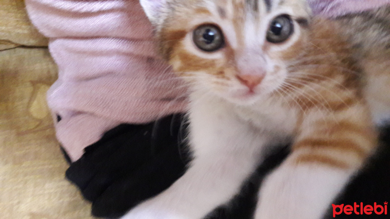 Tekir Kedi, Kedi  minnak fotoğrafı