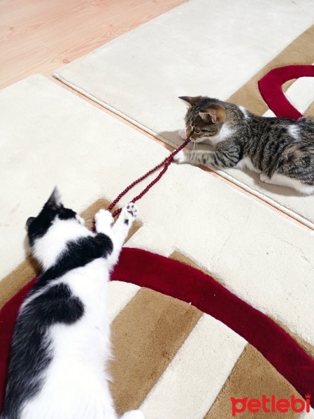 Tekir Kedi, Kedi  Tekir fotoğrafı