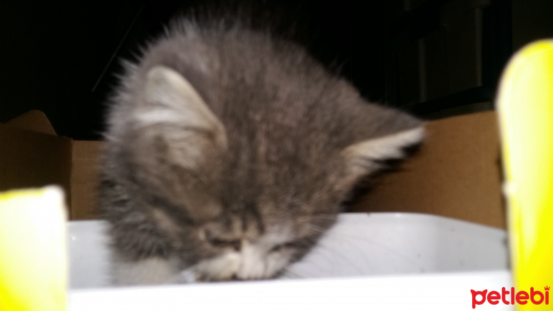 Abyssinian, Kedi  Umut fotoğrafı