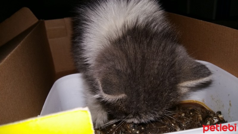 Abyssinian, Kedi  Umut fotoğrafı
