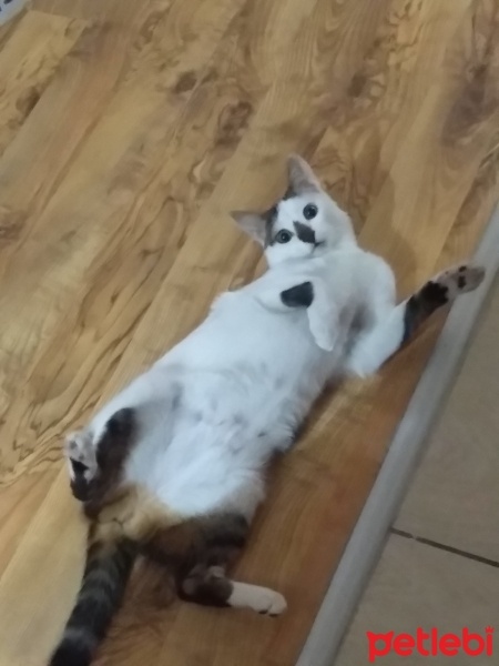 Tekir Kedi, Kedi  bıldırcuk fotoğrafı