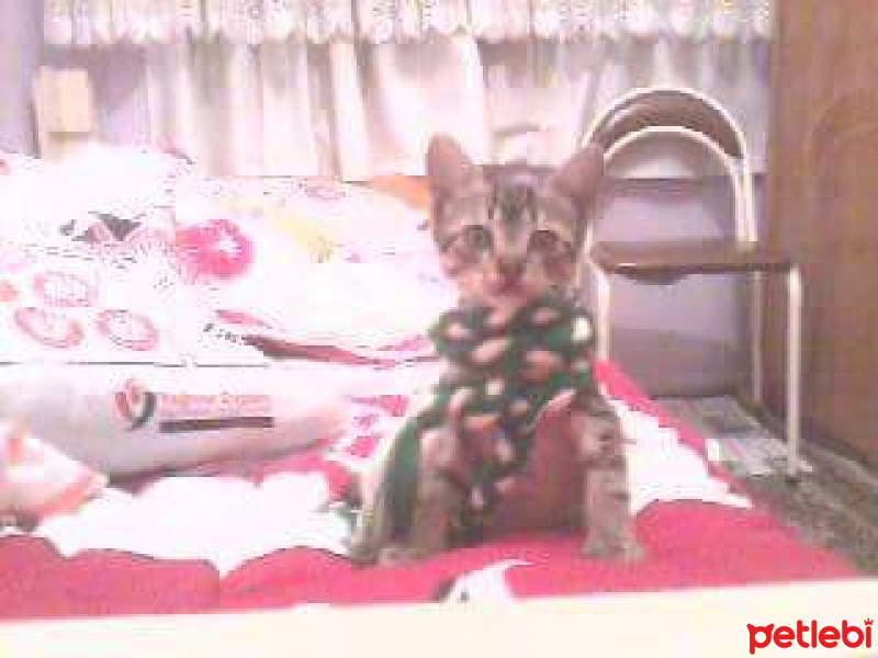 Tekir Kedi, Kedi  Şapşik fotoğrafı