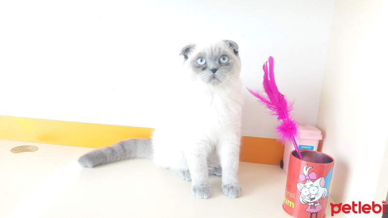 British Shorthair, Kedi  Pamuk fotoğrafı