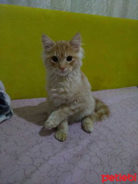 İran Kedisi (Persian), Kedi  Bambam fotoğrafı