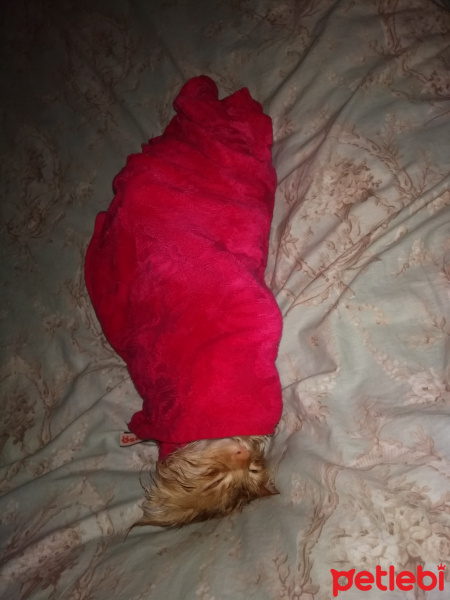 İran Kedisi (Persian), Kedi  Bambam fotoğrafı