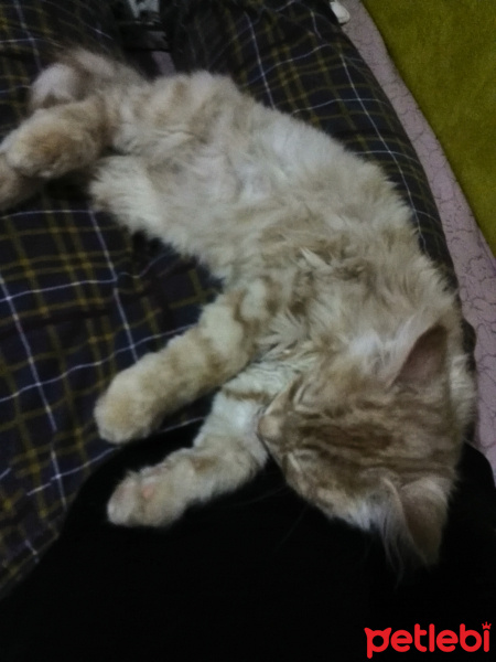 İran Kedisi (Persian), Kedi  Bambam fotoğrafı