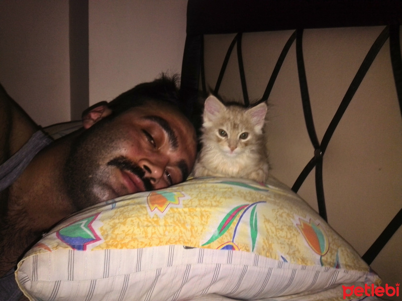 İran Kedisi (Persian), Kedi  Bambam fotoğrafı