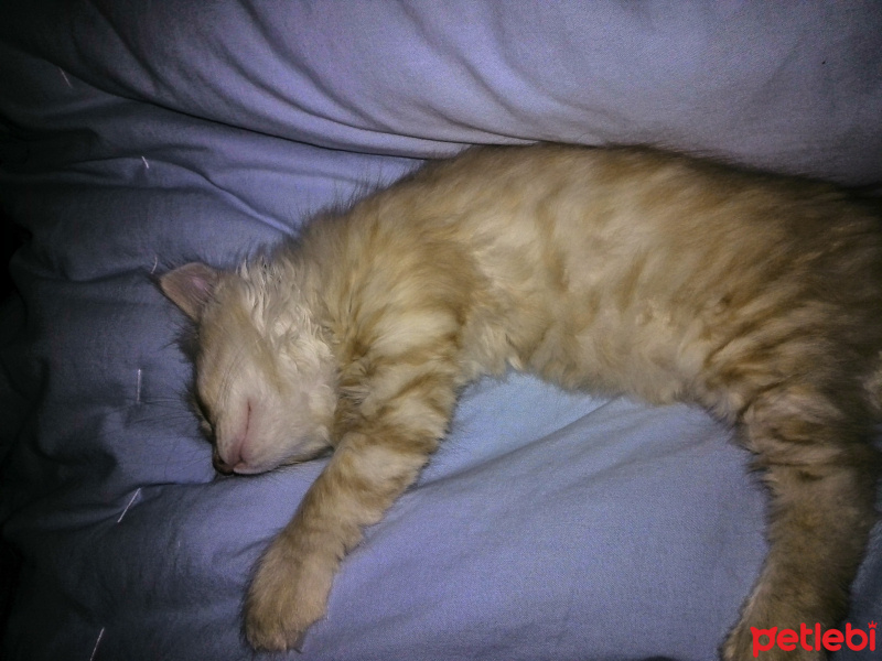 İran Kedisi (Persian), Kedi  Bambam fotoğrafı