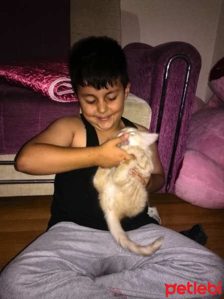 İran Kedisi (Persian), Kedi  Bambam fotoğrafı