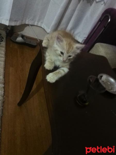 İran Kedisi (Persian), Kedi  Bambam fotoğrafı