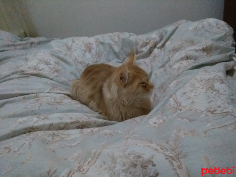 İran Kedisi (Persian), Kedi  Bambam fotoğrafı