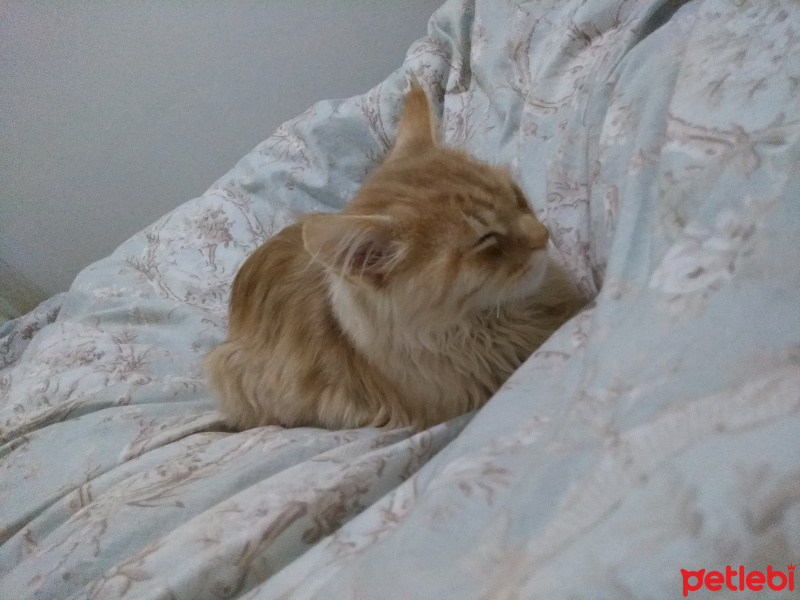 İran Kedisi (Persian), Kedi  Bambam fotoğrafı