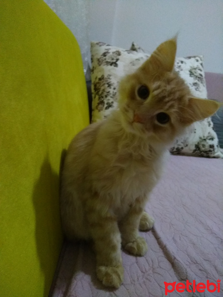 İran Kedisi (Persian), Kedi  Bambam fotoğrafı