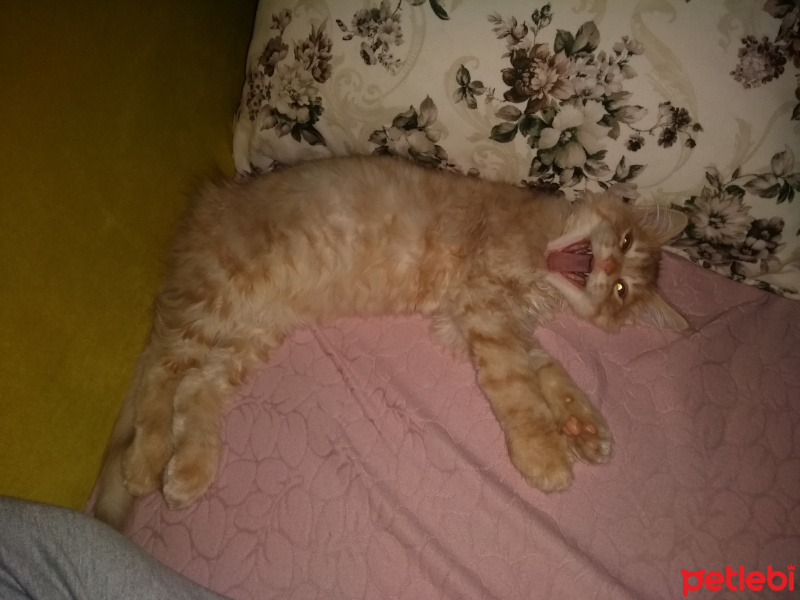 İran Kedisi (Persian), Kedi  Bambam fotoğrafı