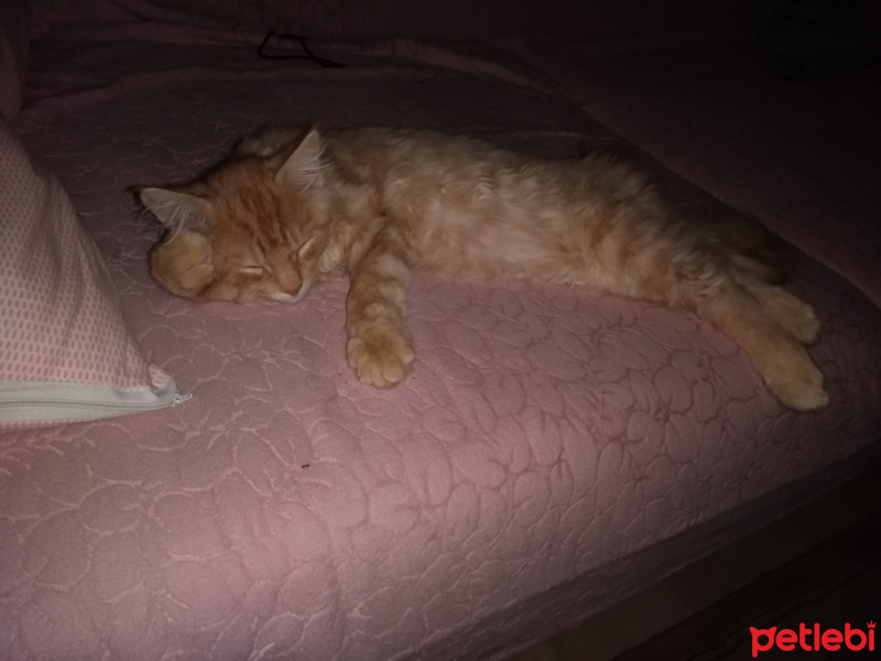 İran Kedisi (Persian), Kedi  Bambam fotoğrafı