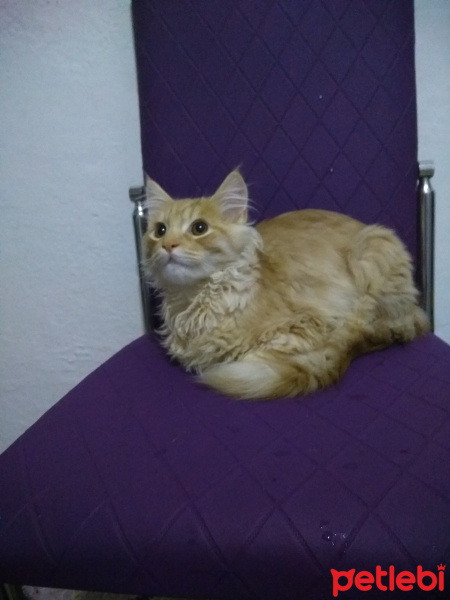 İran Kedisi (Persian), Kedi  Bambam fotoğrafı