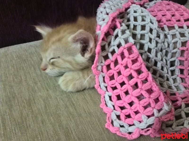 İran Kedisi (Persian), Kedi  Bambam fotoğrafı