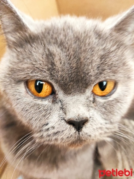 British Shorthair, Kedi  MİA fotoğrafı