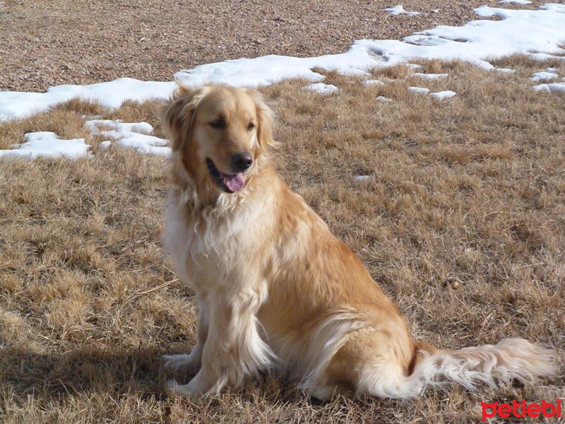 Golden Retriever, Köpek  Paşa fotoğrafı