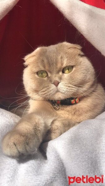 Scottish Fold, Kedi  Şeftali fotoğrafı