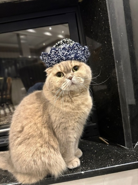 Scottish Fold, Kedi  Şeftali fotoğrafı