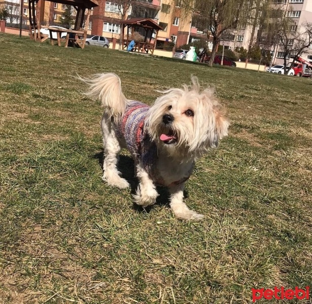 Maltese, Köpek  Fondip fotoğrafı