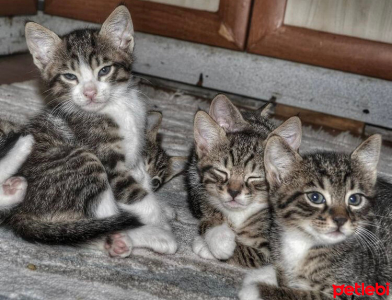 Tekir Kedi, Kedi  Kedilerimiz sahip arıyorlar şuanda 1 ay 10 güblükl fotoğrafı