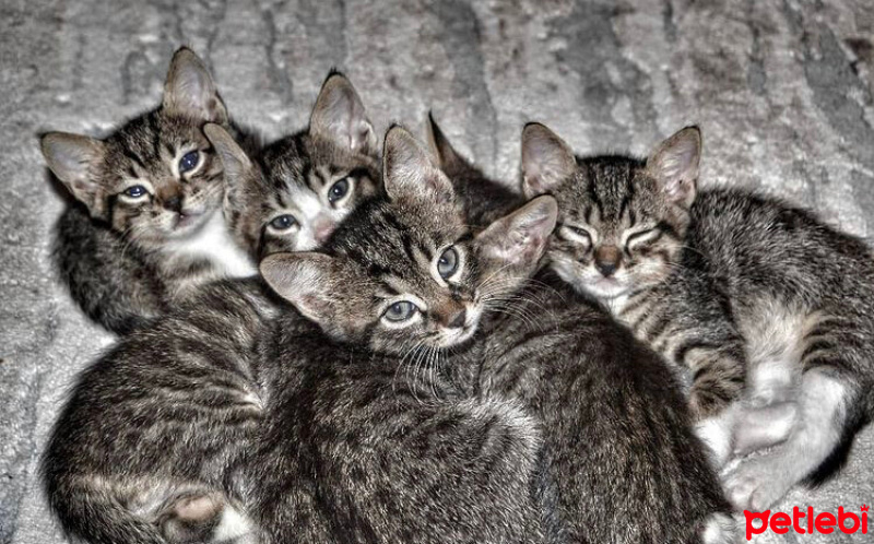 Tekir Kedi, Kedi  Kedilerimiz sahip arıyorlar şuanda 1 ay 10 güblükl fotoğrafı