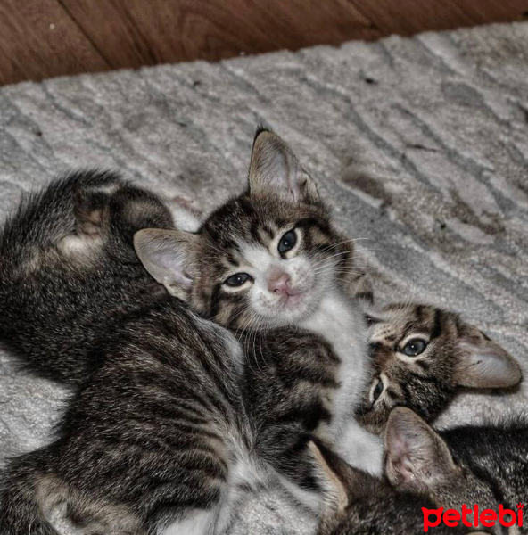 Tekir Kedi, Kedi  Kedilerimiz sahip arıyorlar şuanda 1 ay 10 güblükl fotoğrafı