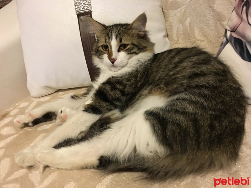 Tekir Kedi, Kedi  Davut fotoğrafı