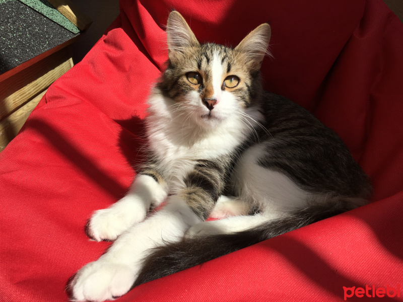 Tekir Kedi, Kedi  Davut fotoğrafı