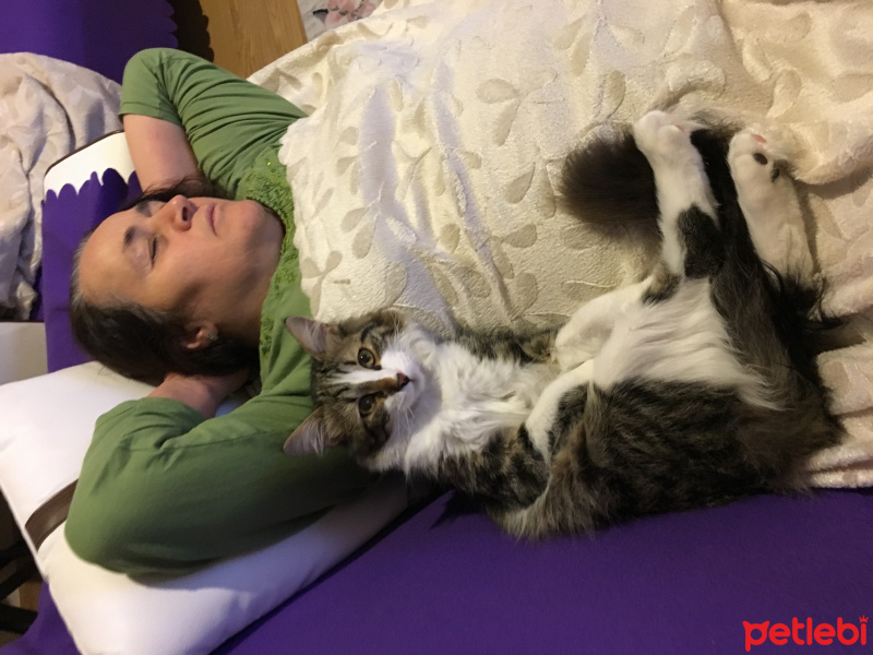 Tekir Kedi, Kedi  Davut fotoğrafı