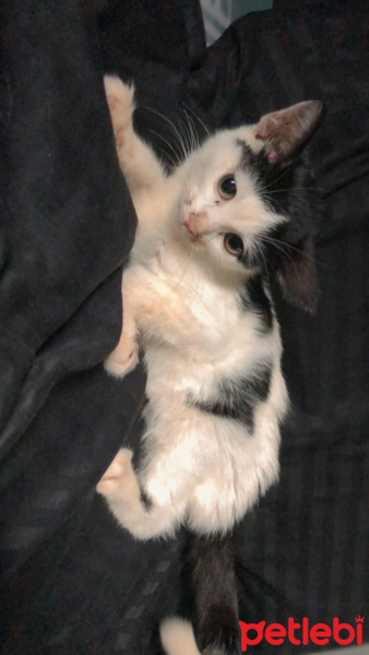 Tekir Kedi, Kedi  Bulut fotoğrafı
