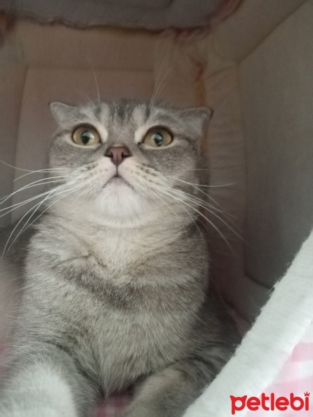Scottish Fold, Kedi  Venüs fotoğrafı